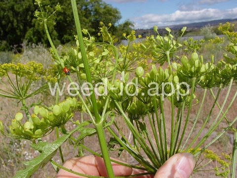 parsnip, wild